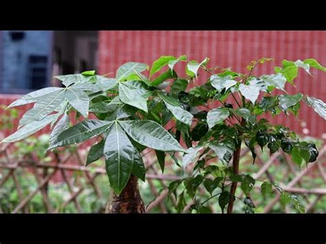 套房植物風水|風水師推薦：6種招財植物大公開